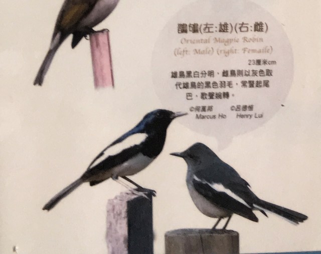 oriental-magpie-robin